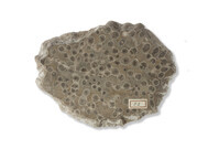 F 00052
<br/>
<br/>
<em></em>